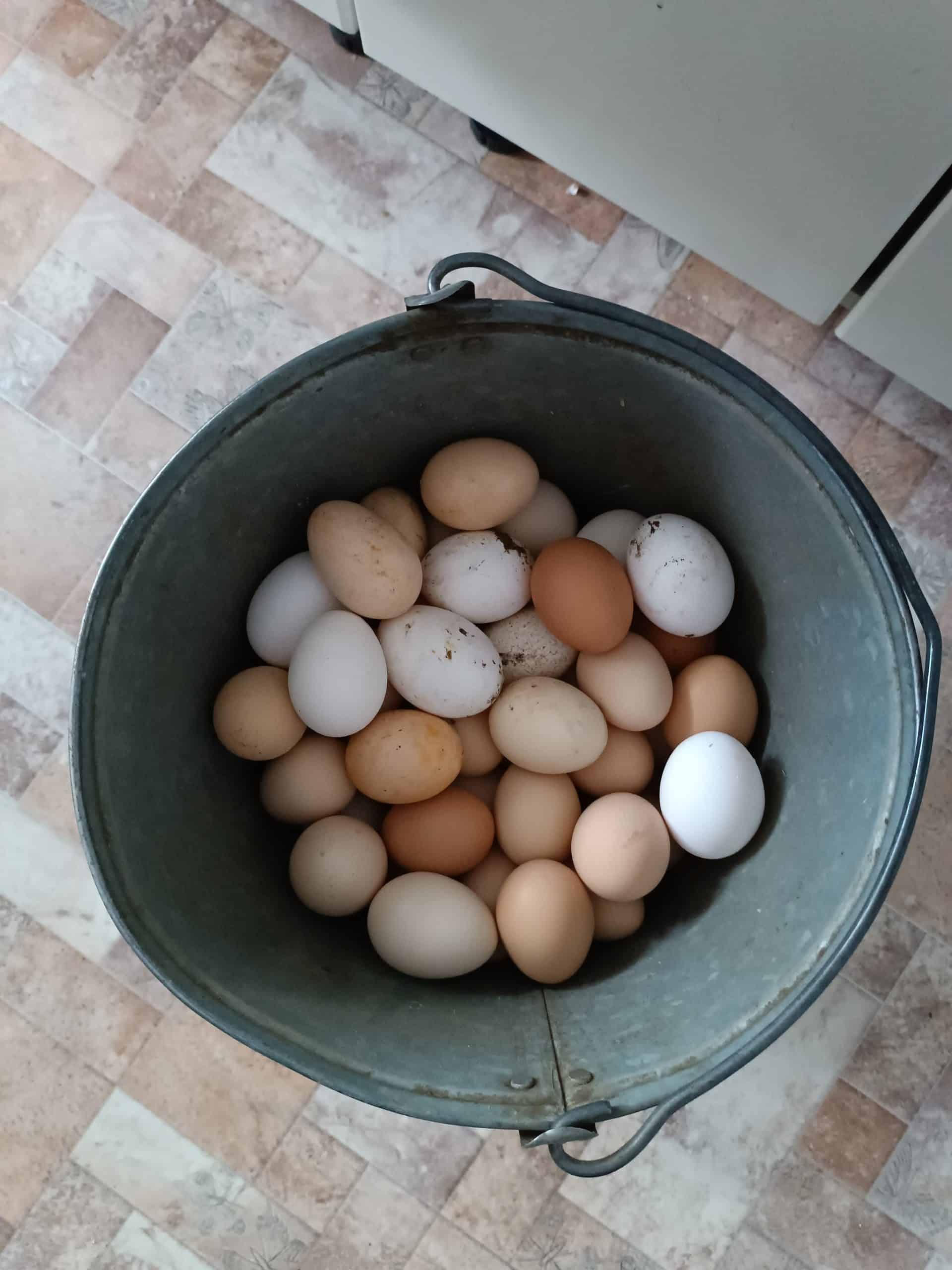 Діана Семибаламут, Бакота